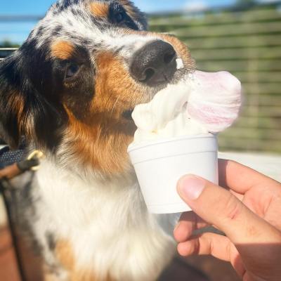 a person holding a dog