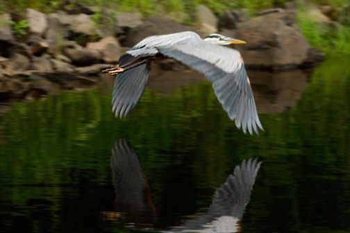 a bird flying over a body of water