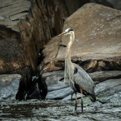 a bird standing on a rock