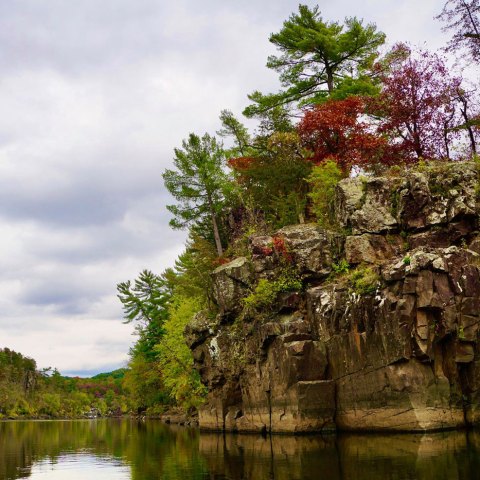 a tree next to a body of water