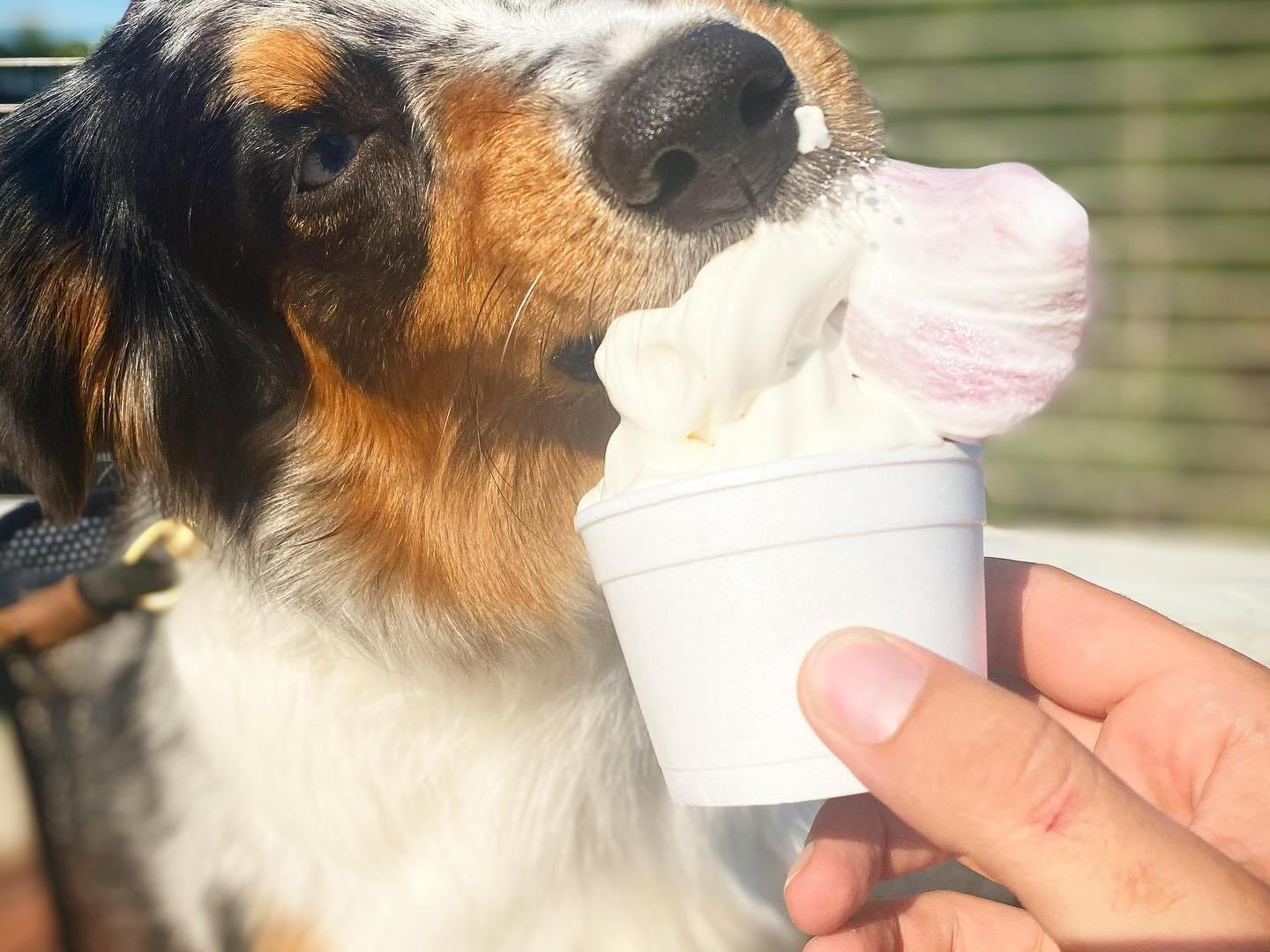 a person holding a dog